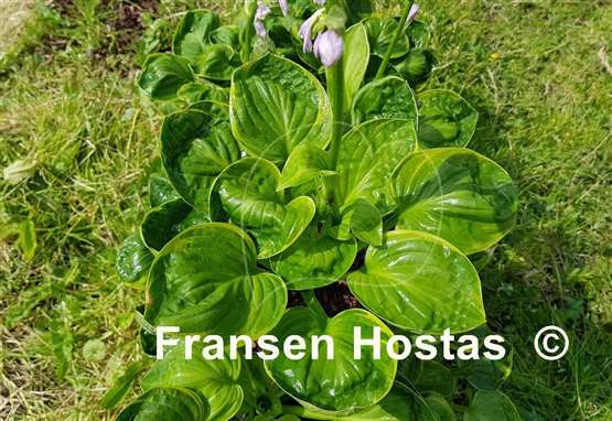 Hosta Pinners